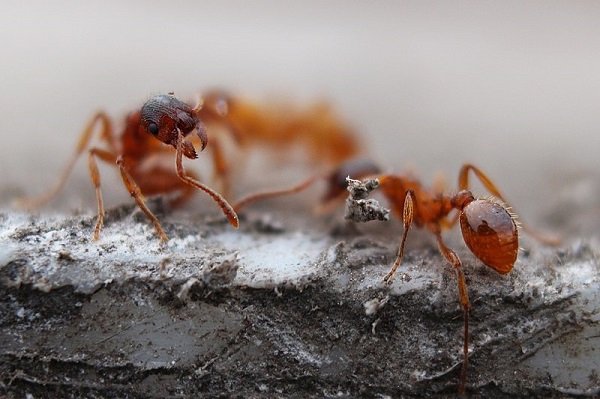 tallahassee ant control - red ant