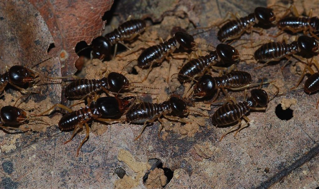 tallahassee termite and pest control