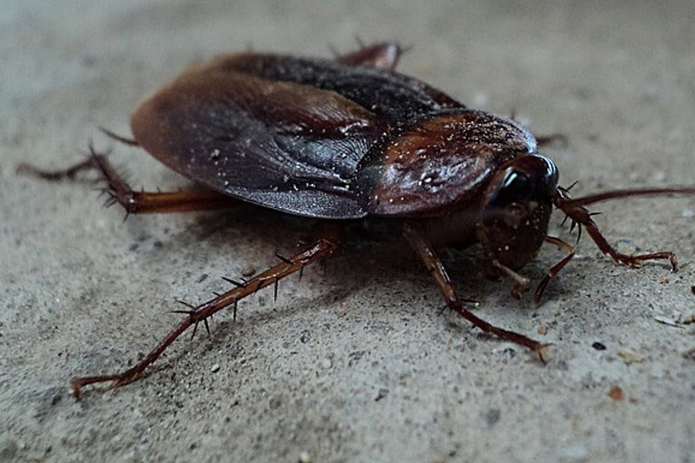 cockroach exterminator tallahassee fl