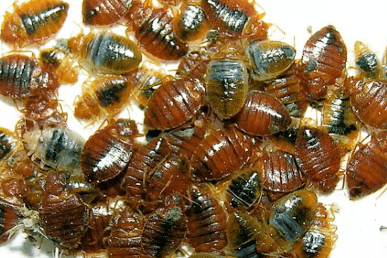 roach control tallahassee fl