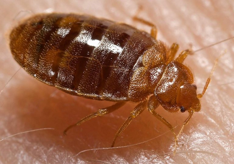 bed bug control tallahassee fl