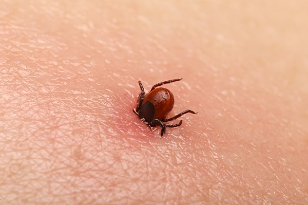 tick control tallahassee fl